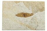 Fossil Winged Seed (Ailanthus) - Wyoming #245179-1